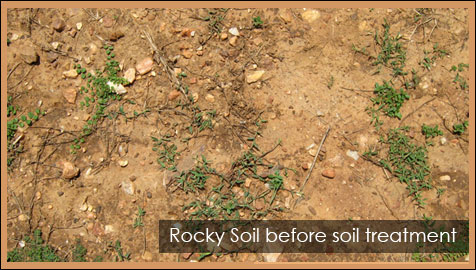 Rocky Soil before soil treatment